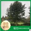 【樂昌含笑】批發苗木 樂昌含笑大樹 深山含笑樹苗 規格8-20cm