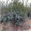 【紅葉石楠】批發苗木 紅葉石楠樹苗 杯苗 地苗
