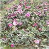 【茶花樹苗】批發苗木 茶花苗 茶梅苗 山茶苗 杯苗 地苗 規格齊全