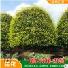 【桂花】批發苗木 桂花大樹 庭院 嫁接八月桂花樹苗 金桂 銀桂