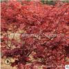 美國(guó)紅楓小苗基地批發(fā)園林植物 紅楓樹(shù)苗 造型老樁盆景日本紅楓苗