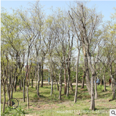 叢生樸樹苗基地批發工程綠化苗木行道風景樹樸樹苗精品造型樸樹