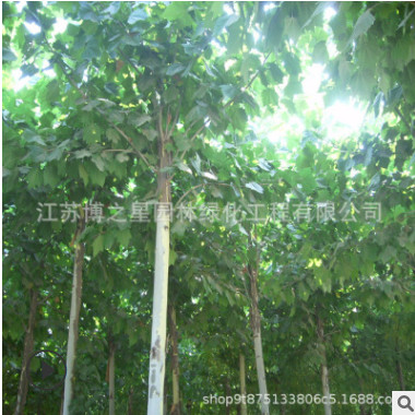白楊樹苗綠化苗木四季常青庭院觀賞行道點綴規格齊全白楊樹苗直銷
