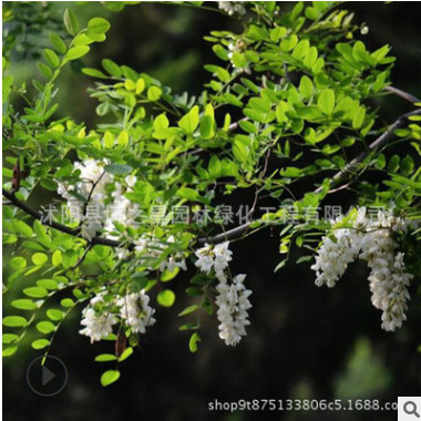 國槐樹苗批發園林綠化苗木規格齊全四季常青道路風景綠植黃金槐苗