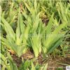 鳶尾苗批發(fā) 庭院陽(yáng)臺(tái)觀花植物 盆栽花卉紫色鳶尾花苗水生宿根花卉