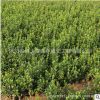 小葉扶芳藤苗批發(fā)工程綠化苗木園藝場(chǎng)爬藤植物小葉扶芳藤床苗