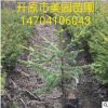 遼寧云杉 1.-2米 3-4米 5-6米 7-8米 云杉小苗批發