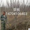 苗圃批發:精品《京桃》 3公分 6公分 8公分 10公分京桃 價格優惠