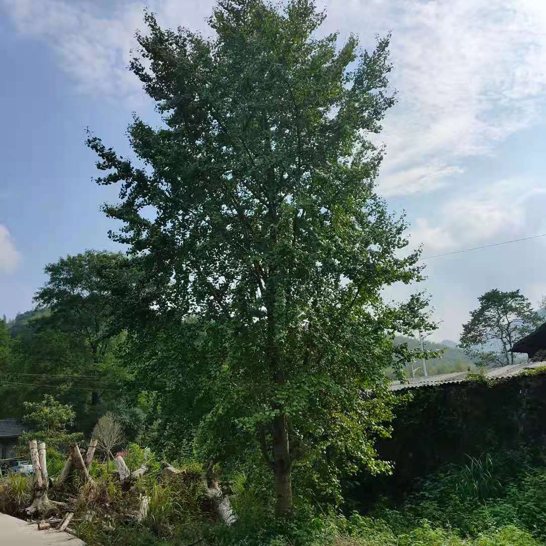 銀杏樹，10-100公分