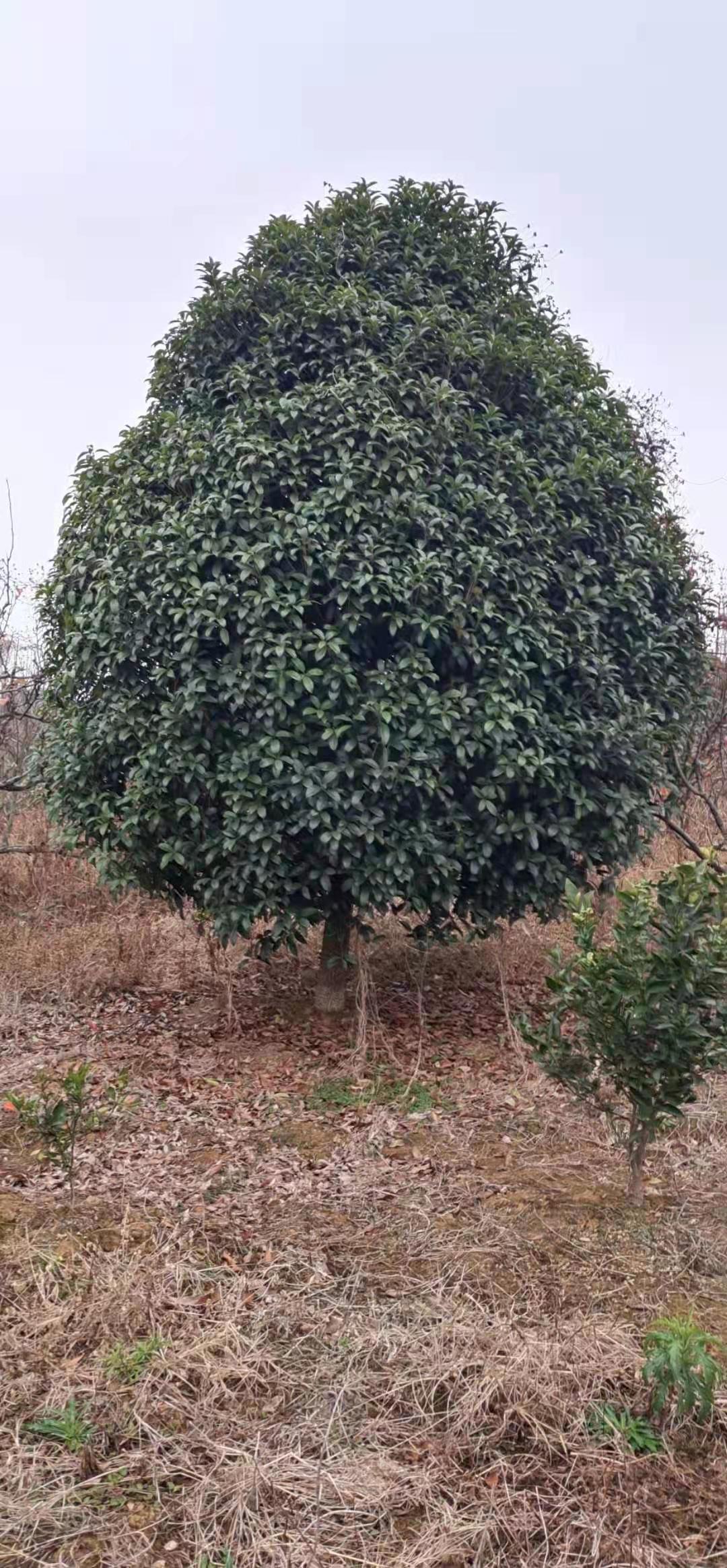 桂花樹地苗，12-60公分，規(guī)格齊全，價(jià)格便宜