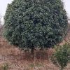桂花樹地苗，12-60公分，規格齊全，價格便宜