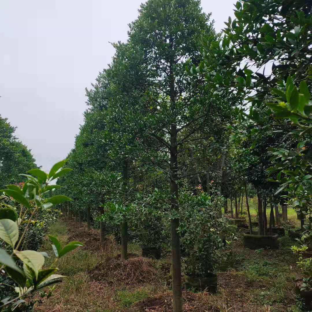 竹柏，地苗規(guī)格6-20公分價格實惠，容器苗規(guī)格8-12公分供應(yīng)中