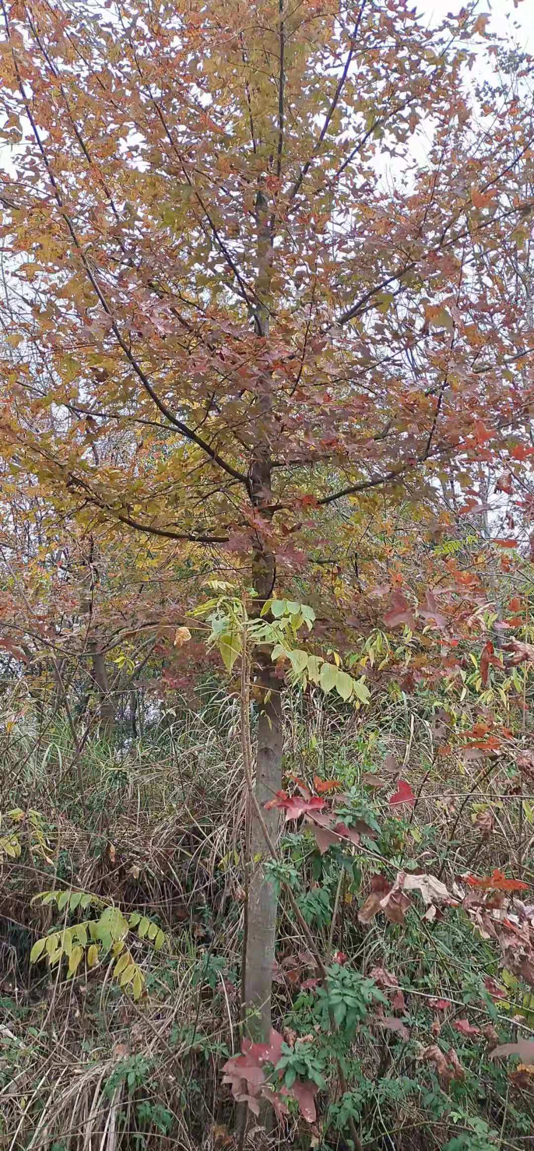 楓香10-40公分，樹形優美，價格實惠，歡迎咨詢