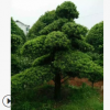 苗木直供 造型羅漢松 造型優美 庭院景觀樹 觀賞實用性高 價優