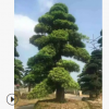 苗圃直銷 八月桂 大量優質產品 八月桂花樹 規格齊全 園林景觀樹