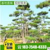苗圃批發(fā)造型景松 室內(nèi)觀景盆栽黑松樹價(jià)格優(yōu)惠 造型景松