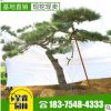 泰安呈睿園林現(xiàn)挖現(xiàn)賣造型景觀松 黑松 油松 赤松等 各種造型松