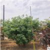 廠家 低價(jià)出售 黃櫨又名煙樹開著有仙氣的黃櫨花 黃櫨樹