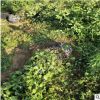廠家直銷現(xiàn)挖現(xiàn)賣叢生丁香各種品種叢生丁香