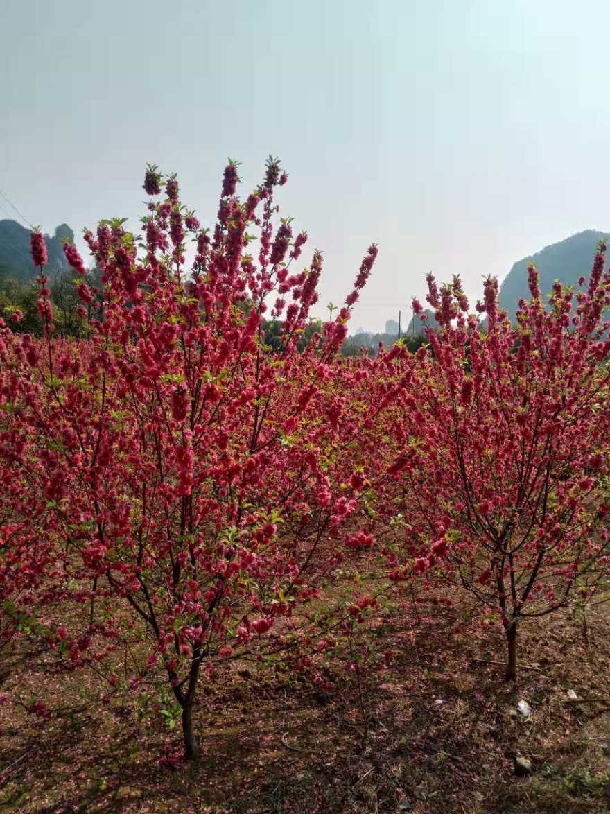 桃花