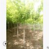 [苗圃發貨】多年生金葉復葉槭單干東北耐寒綠化苗木灌木植物批發