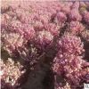 【苗圃發貨】榆葉梅造型球綠化樹工程苗木東北耐寒苗木批發