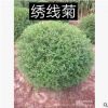 【苗圃發(fā)貨】1米2大冠幅珍珠繡線(xiàn)菊球綠化工程苗東北耐寒苗木批發(fā)