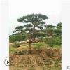 【圃地直發(fā)】造型松樹(shù)綠化工程苗木批發(fā)