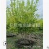 【苗圃發(fā)貨】叢生金葉復(fù)葉槭大樹(shù)綠化工程苗東北耐寒苗木批發(fā)