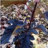 【苗圃發(fā)貨】紫葉風(fēng)箱果扦插小苗綠化工程苗東北耐寒苗木批發(fā)