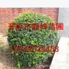 【苗圃發(fā)貨】水蠟造型球綠化樹(shù)工程苗木東北耐寒苗木批發(fā)