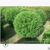 【苗圃發(fā)貨】藍(lán)葉忍冬球造型球綠化樹(shù)工程苗木東北耐寒苗木批發(fā)