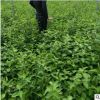【苗圃發貨】紅瑞木扦插小苗綠化苗工程苗東北耐寒苗木批發