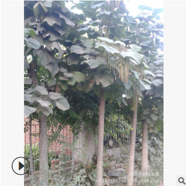 【苗圃發貨】2—8公分梧桐樹梓樹綠化樹工程苗木東北耐寒苗木批發