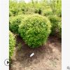 【苗圃發貨】三角楓造型球綠化樹工程苗木東北耐寒苗木批發