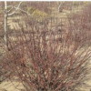 【苗圃發貨】紅瑞木造型球綠化樹工程苗木東北耐寒苗木批發