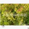 【苗圃直發】批發叢生40—120公分金山金艷綠化工程苗