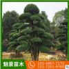 供應綠化造型榆樹景觀樹 公園庭院觀賞綠化榆樹盆景 造型榆樹