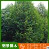批發樂昌含笑基地直供湖南樹木行道綠化樹木園林庭院綠化樹木