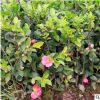 叢生 茶梅球 茶梅 園林工程 綠化 觀賞 基地 大量直供