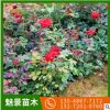 基地批發月季盆花月季花紅色月季觀花植物基地發貨