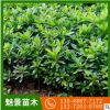 高存活杜鵑園林工程綠化木 觀賞花卉批發基地大量直供茶樹