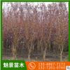 批發基地直供耐寒紅葉李規格齊南北方庭院工程行道綠化樹木紅葉李