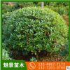 高存活 海桐球 園林工程綠化木觀賞花卉批發基地大量直供