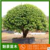 叢生高存活山茶園林工程綠化林木 觀賞花卉批發基地大量直供茶樹