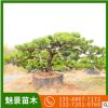 基地供應造型黑松樹 工程綠化造型油松 別墅庭院黑松樹盆栽景觀樹