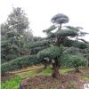 造型羅漢松林圃直供別墅景觀園林綠化喬木羅漢松出售金品羅漢松樹