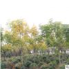 批發基地大量直供 欒樹現供綠化樹木 綠化林木行道庭蔭黃山欒樹