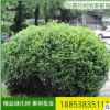 基地直銷冬青苗 現貨出售 工程綠化用冬青苗 大小規格冬青苗