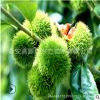 山東板栗樹廠家 泰山大紅袍板栗樹 出售2公分板栗樹 當年結果